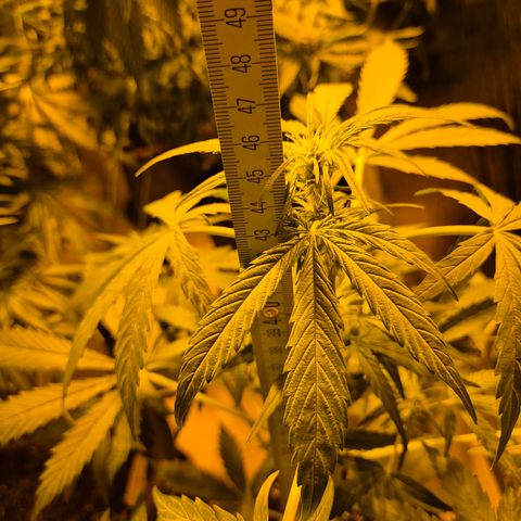 🌈 Zkittles auto🌈 growlog timeline photo