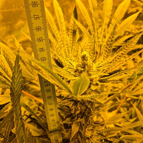 Karli - SHISKABERRY (auto) growlog timeline photo