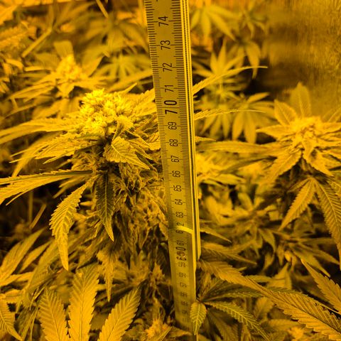 Kushi 😶‍🌫️(rest n. Teilernte/ critical kush, 9.1.24 🎁, Kümmerling) growlog timeline photo