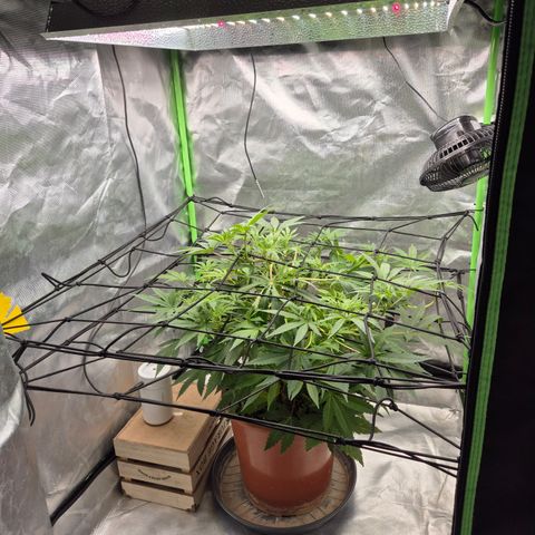 Mimosa evo Photo ♥️ Barney's Farm  growlog timeline photo