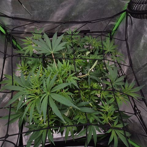 Mimosa evo Photo ♥️ Barney's Farm  growlog timeline photo
