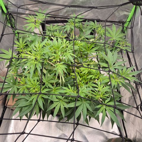 Mimosa evo Photo ♥️ Barney's Farm  growlog timeline photo