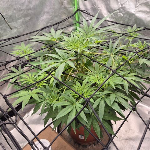 Mimosa evo Photo ♥️ Barney's Farm  growlog timeline photo