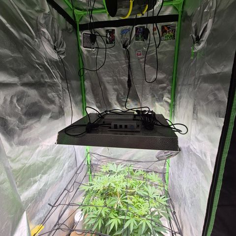 Mimosa evo Photo ♥️ Barney's Farm  growlog timeline photo