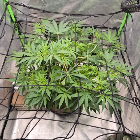 Mimosa evo Photo ♥️ Barney's Farm  growlog timeline photo