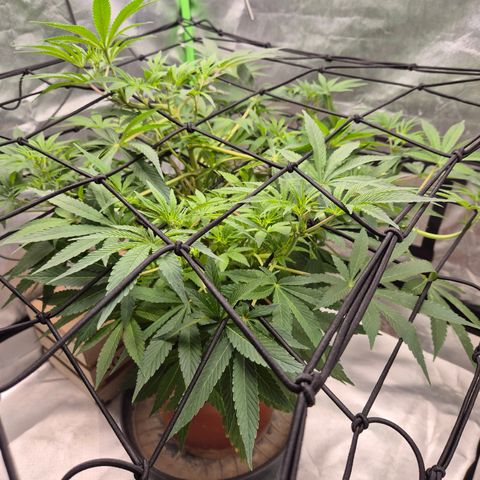 Mimosa evo Photo ♥️ Barney's Farm  growlog timeline photo