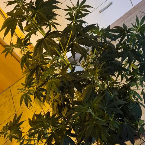 🌅Sherbi photo, blue sunset sherbert, Barneys farm  growlog timeline photo