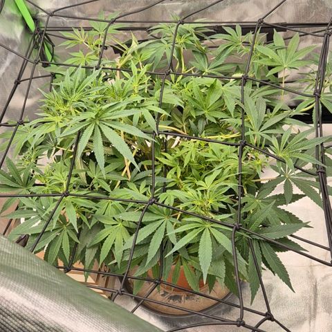 Mimosa evo Photo ♥️ Barney's Farm  growlog photo: Nachts 20. Auf 21.