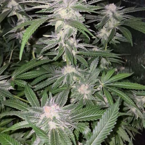 Kushi 😶‍🌫️(rest n. Teilernte/ critical kush, 9.1.24 🎁, Kümmerling) growlog timeline photo