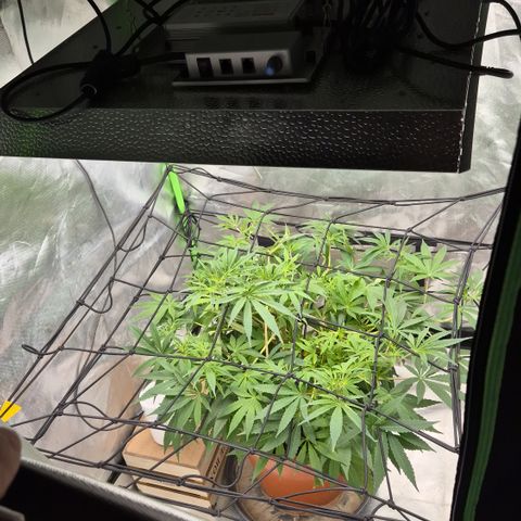 Mimosa evo Photo ♥️ Barney's Farm  growlog photo: Nachts 20. Auf 21.
