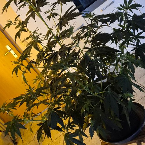 🌅Sherbi photo, blue sunset sherbert, Barneys farm  growlog timeline photo
