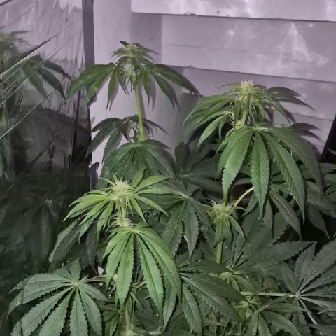 🍍Anna  #1 amnesia lemon  growlog timeline photo