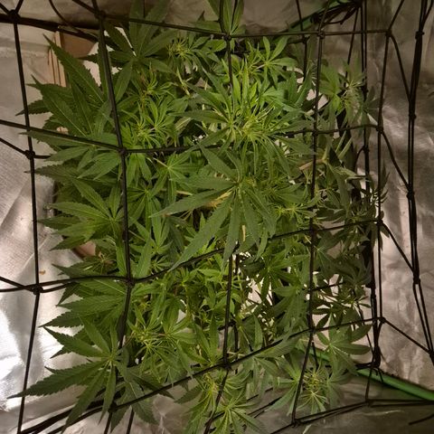 Mimosa evo Photo ♥️ Barney's Farm  growlog timeline photo