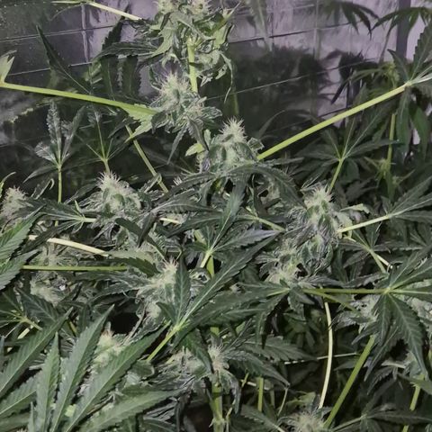 Runtzi Auto ♥️ Barney's Farm  growlog timeline photo