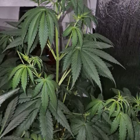 🌅Sherbi photo, blue sunset sherbert, Barneys farm  growlog timeline photo