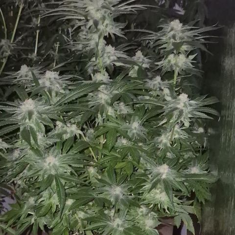 Kushi 😶‍🌫️(rest n. Teilernte/ critical kush, 9.1.24 🎁, Kümmerling) growlog timeline photo