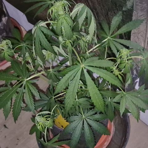🌈 Zkittles auto🌈 growlog timeline photo