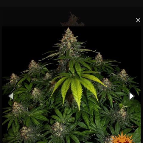 🌅Sherbi photo, blue sunset sherbert, Barneys farm  growlog timeline photo