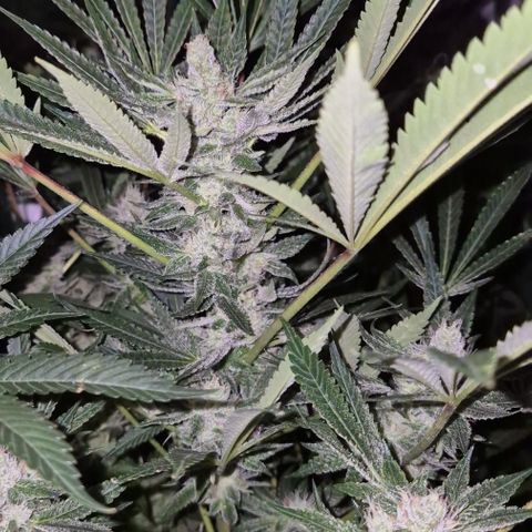 Karli - SHISKABERRY (auto) growlog timeline photo