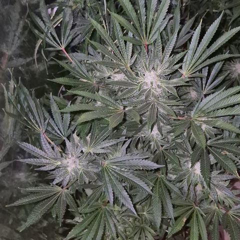 Karli - SHISKABERRY (auto) growlog timeline photo