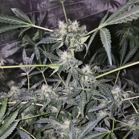 Runtzi Auto ♥️ Barney's Farm  growlog timeline photo