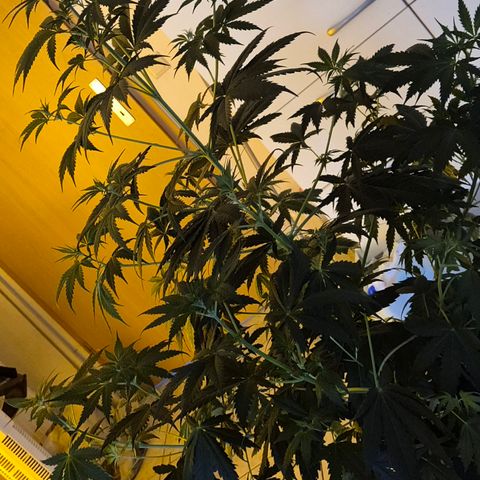 🌅Sherbi photo, blue sunset sherbert, Barneys farm  growlog timeline photo