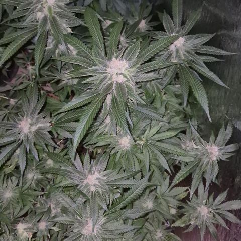 Kushi 😶‍🌫️(rest n. Teilernte/ critical kush, 9.1.24 🎁, Kümmerling) growlog timeline photo