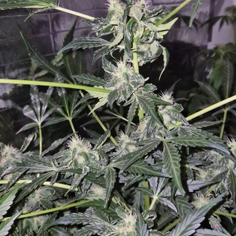Runtzi Auto ♥️ Barney's Farm  growlog timeline photo