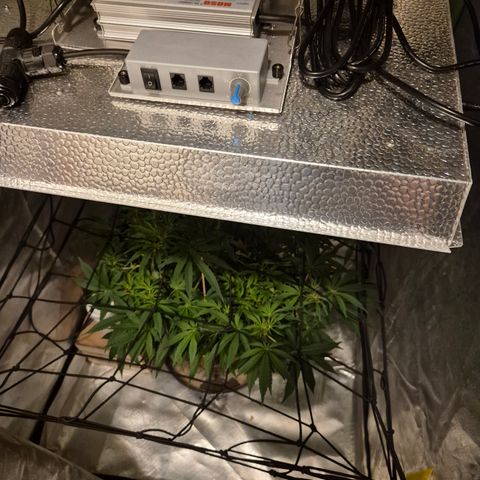 Mimosa evo Photo ♥️ Barney's Farm  growlog timeline photo