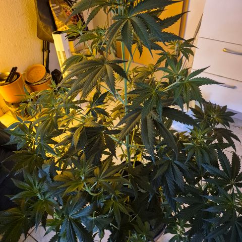 🌅Sherbi photo, blue sunset sherbert, Barneys farm  growlog timeline photo