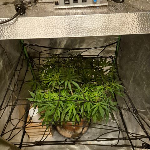 Mimosa evo Photo ♥️ Barney's Farm  growlog photo: Na, dass sieht doch schon viel besser aus! 3:09 uhr