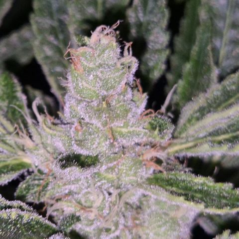 Karli - SHISKABERRY (auto) growlog timeline photo