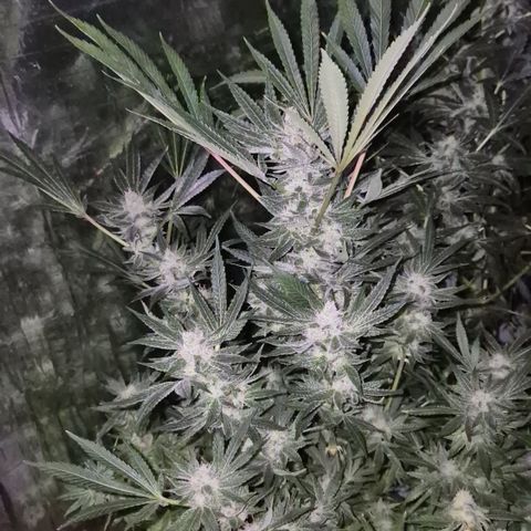 Karli - SHISKABERRY (auto) growlog timeline photo
