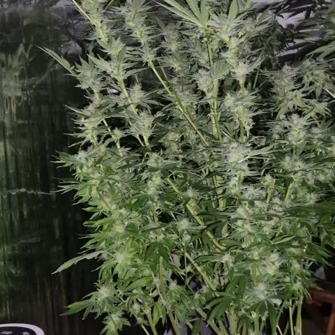 Karli - SHISKABERRY (auto) growlog timeline photo