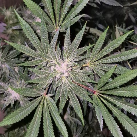 Karli - SHISKABERRY (auto) growlog timeline photo