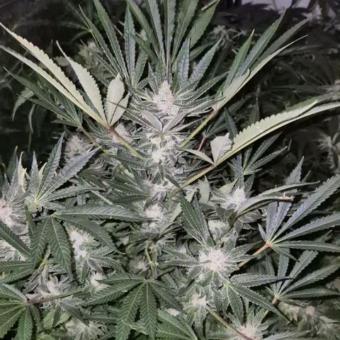 Karli - SHISKABERRY (auto) growlog timeline photo