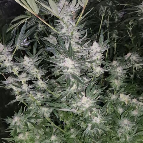 Karli - SHISKABERRY (auto) growlog timeline photo