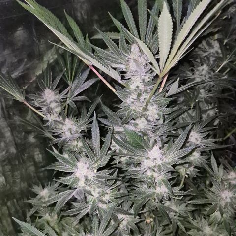 Karli - SHISKABERRY (auto) growlog timeline photo