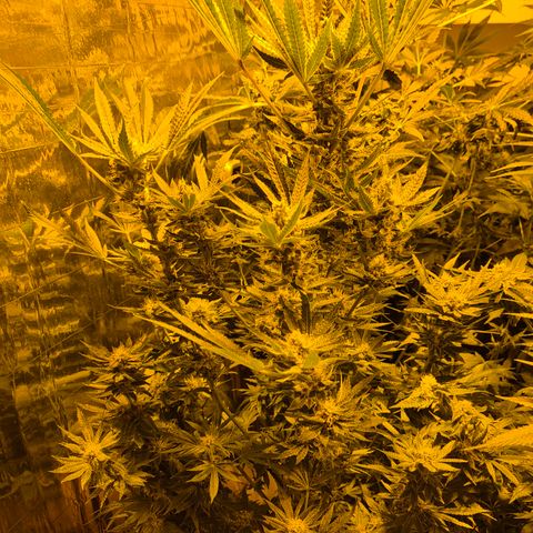 Karli - SHISKABERRY (auto) growlog timeline photo