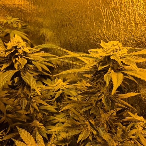 Kushi 😶‍🌫️(rest n. Teilernte/ critical kush, 9.1.24 🎁, Kümmerling) growlog timeline photo