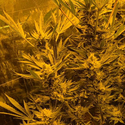 Karli - SHISKABERRY (auto) growlog timeline photo