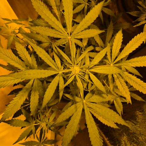🌈 Zkittles auto🌈 growlog timeline photo