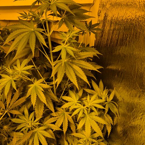 🌅Sherbi photo, blue sunset sherbert, Barneys farm  growlog timeline photo