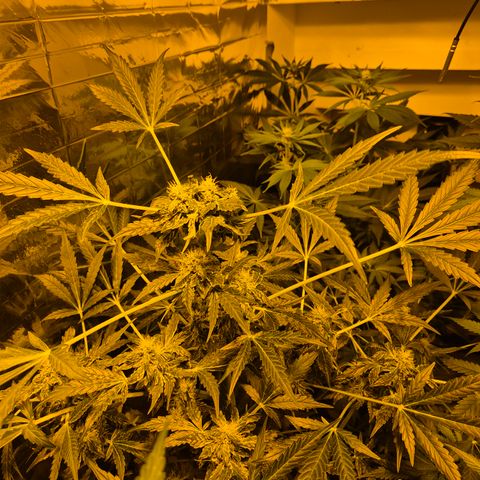 Runtzi Auto ♥️ Barney's Farm  growlog timeline photo