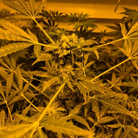 Runtzi Auto ♥️ Barney's Farm  growlog timeline photo