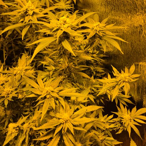 Kushi 😶‍🌫️(rest n. Teilernte/ critical kush, 9.1.24 🎁, Kümmerling) growlog timeline photo