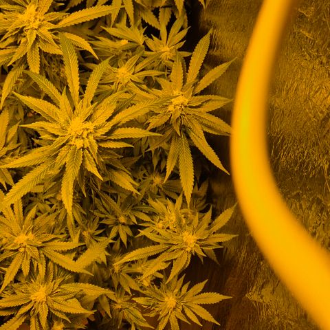 Kushi 😶‍🌫️(rest n. Teilernte/ critical kush, 9.1.24 🎁, Kümmerling) growlog timeline photo