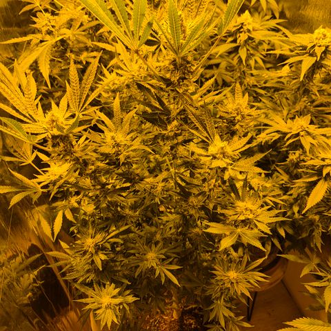 Karli - SHISKABERRY (auto) growlog timeline photo