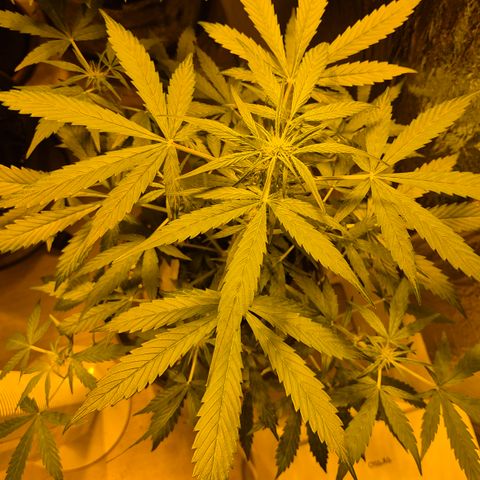 🌈 Zkittles auto🌈 growlog timeline photo