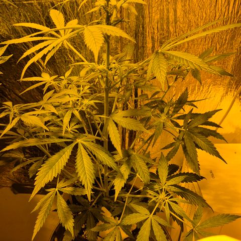 🌈 Zkittles auto🌈 growlog timeline photo